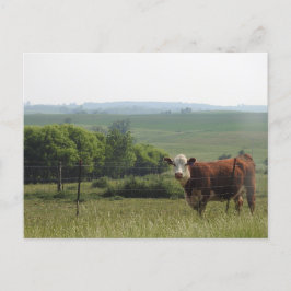 Mittelwestfotografie | Schöne Kuh und Landschaft Postkarte