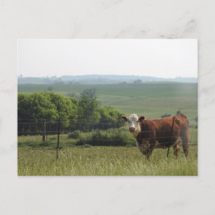 Mittelwestfotografie   Schöne Kuh und Landschaft Postkarte