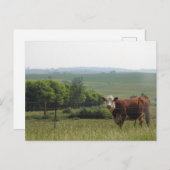 Mittelwestfotografie | Schöne Kuh und Landschaft Postkarte (Vorne/Hinten)