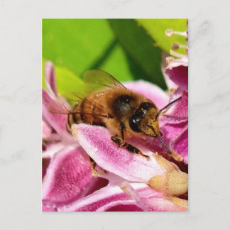 Mitten in den Blüten – Biene auf rosa Blüte Postka Postkarte