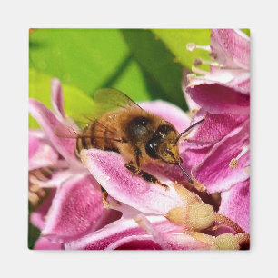 Mitten in den Blüten – Biene auf rosa Blüten Magnet