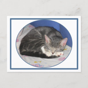 Mittens Kitten Nickerchen Postcard Postkarte