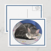 Mittens Kitten Nickerchen Postcard Postkarte (Vorne/Hinten)