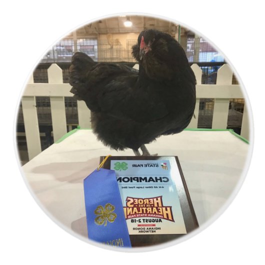 Mitternacht Ameraucana Champion Hühnerknopf ziehen Keramikknauf (Vorderseite)