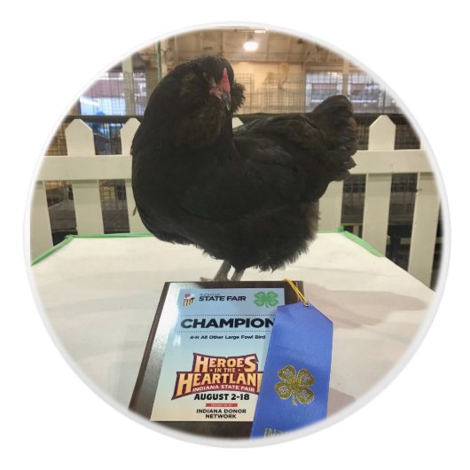 Mitternacht der Ameraucana Champion Hühnerknopf zi Keramikknauf (Vorderseite)