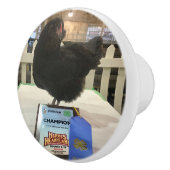 Mitternacht der Ameraucana Champion Hühnerknopf zi Keramikknauf (Rechts)