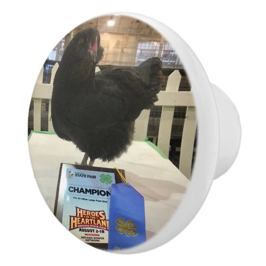 Mitternacht der Ameraucana Champion Hühnerknopf zi Keramikknauf (Rechts)