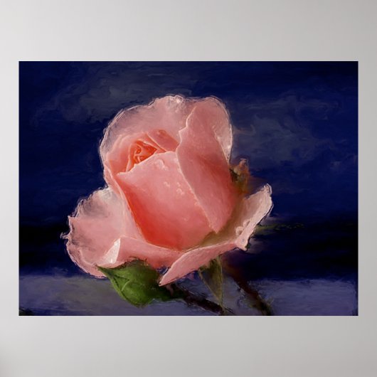 Mitternacht-Rose Poster (Vorne)