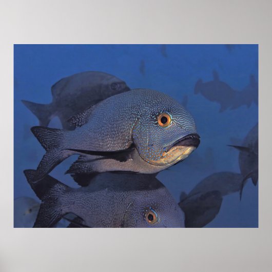 Mitternacht Snapper Poster (Vorne)