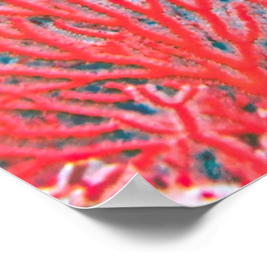 Mitternacht Snapper Poster (Ecke)