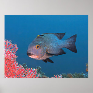 Mitternacht Snapper Poster