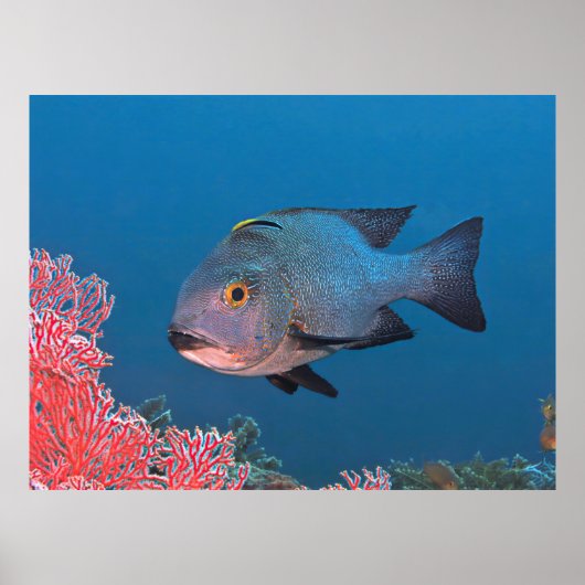 Mitternacht Snapper Poster (Vorne)