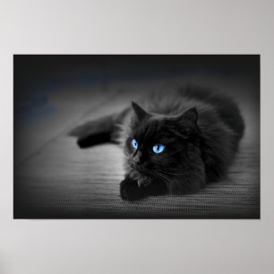 Mitternachtsblaue Augen — Schwarze Katze Wandkunst Poster