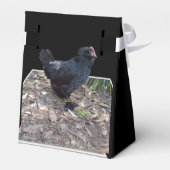 "Mitternachtsfedern: Ein schwarzes Huhn in Popout  Geschenkschachtel (Rückseite)