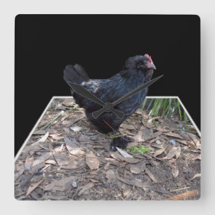 "Mitternachtsfedern: Ein schwarzes Huhn in Popout Quadratische Wanduhr