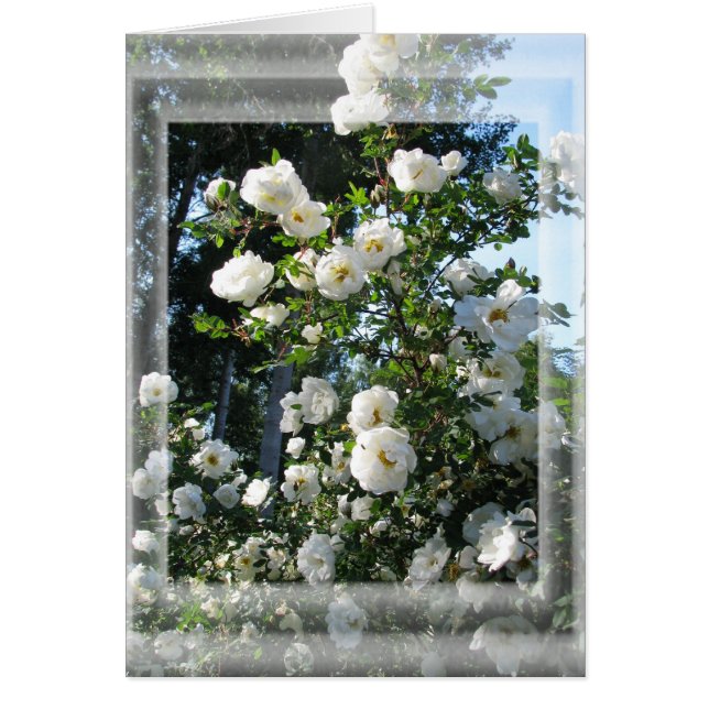 Mittsommerliche Rose (Vorne)