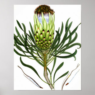Mix Flora 601 Print 1 Vintag Botanisches Kunstpost Poster