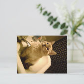 Mix Kitten Postkarte (Stehend Vorderseite)