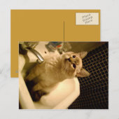 Mix Kitten Postkarte (Vorne/Hinten)