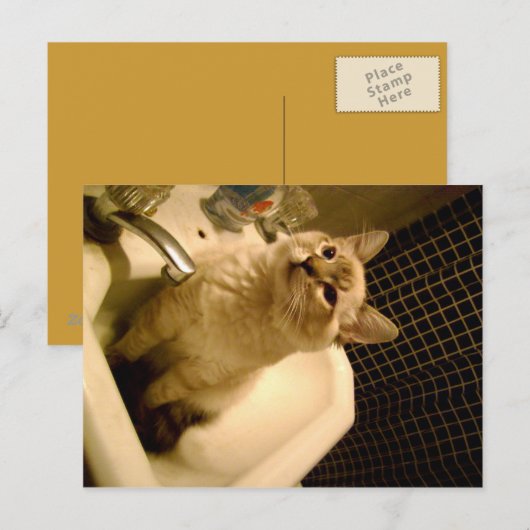 Mix Kitten Postkarte (Vorne/Hinten)