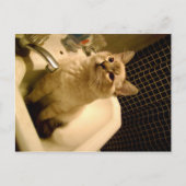 Mix Kitten Postkarte (Vorderseite)