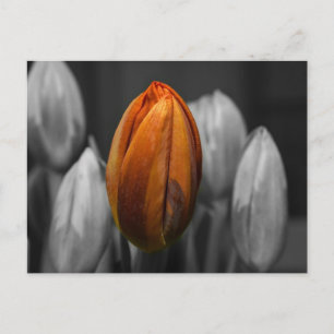 Mixed Tulips Postkarte