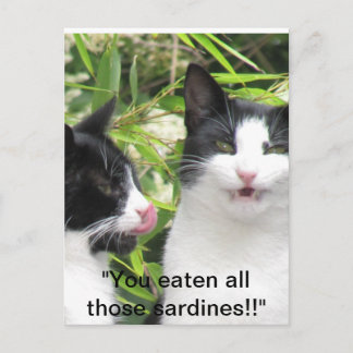 "mmm sardines!!!!! postkarte