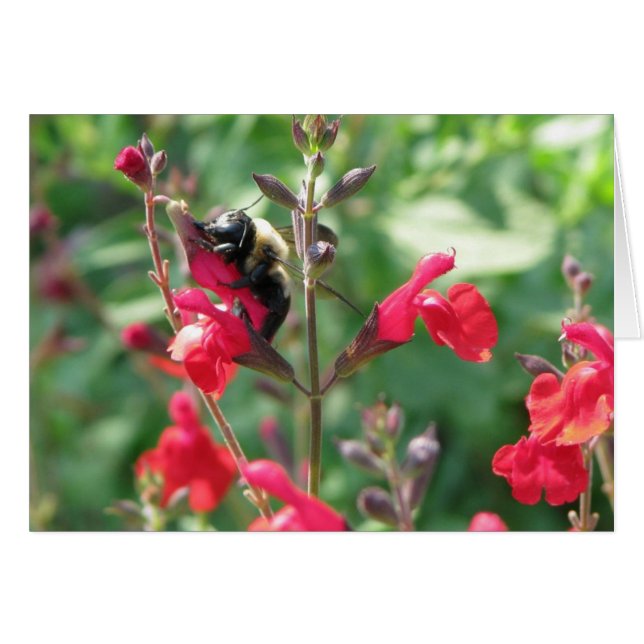 Mmmm, Pollen (Vorderseite (Horizontal))