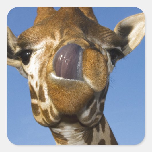 Mmmmm Mmmmm gut Quadratischer Aufkleber (Vorderseite)