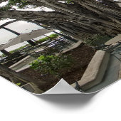 Moana Surfrider Banyan Court - Waikiki Beach Poster (Ecke)