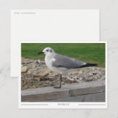 Mobile Alabama Möwe Postkarte (Vorne/Hinten)