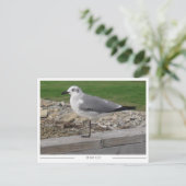 Mobile Alabama Möwe Postkarte (Stehend Vorderseite)