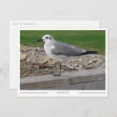 Mobile Alabama Seagull Postkarte (Vorne/Hinten)