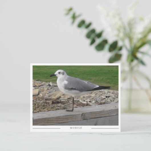 Mobile Alabama Seagull Postkarte (Stehend Vorderseite)