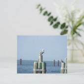 Mobile Bay pelican postcard: Golfküste, Alabama Postkarte (Stehend Vorderseite)