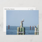 Mobile Bay pelican postcard: Golfküste, Alabama Postkarte (Vorne/Hinten)