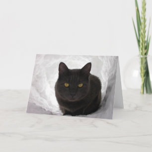 Moby im Schnee Karte