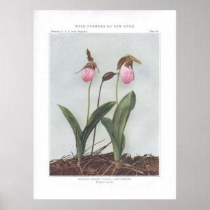 Moccasin Flower; Stemless Lady's-Slipper Poster
