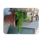 Mock Orange Magnet (Horizontal)