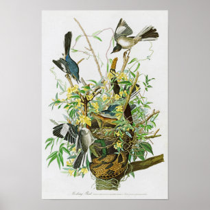Mocking Bird John James Audubon Birds of America Poster