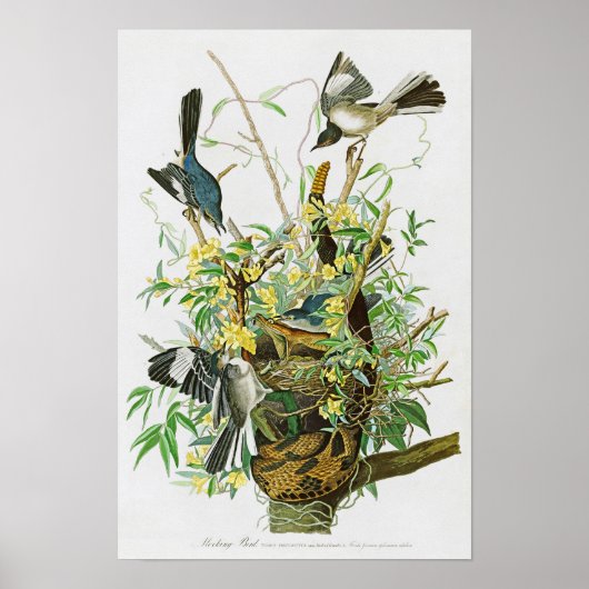 Mocking Bird John James Audubon Birds of America Poster (Vorne)