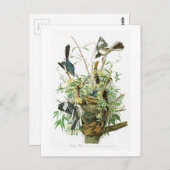 Mocking Bird John James Audubon Birds of America Postkarte (Vorne/Hinten)