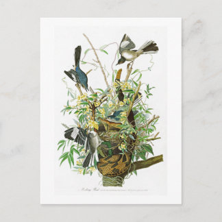 Mocking Bird John James Audubon Birds of America Postkarte