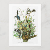 Mocking Bird John James Audubon Birds of America Postkarte (Vorderseite)