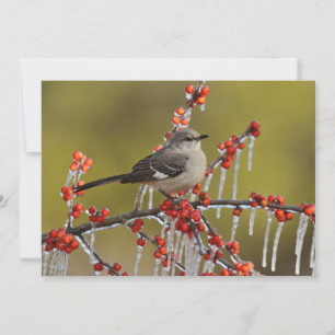 Mockingbird auf dem Zweig der Icy Holly Feiertagskarte