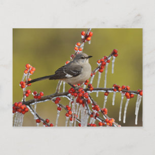 Mockingbird auf dem Zweig der Icy Holly Feiertagspostkarte