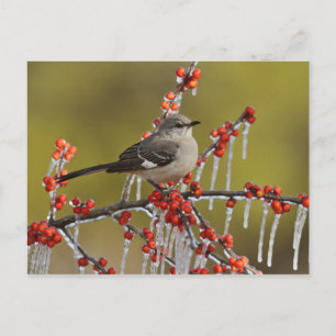 Mockingbird auf dem Zweig der Icy Holly Feiertagspostkarte