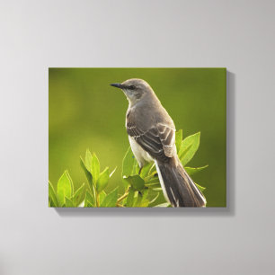 Mockingbird Bird Lovers Geschenke Leinwanddruck