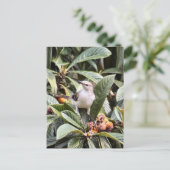Mockingbird-Foto Postkarte (Stehend Vorderseite)