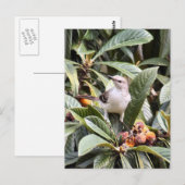 Mockingbird-Foto Postkarte (Vorne/Hinten)